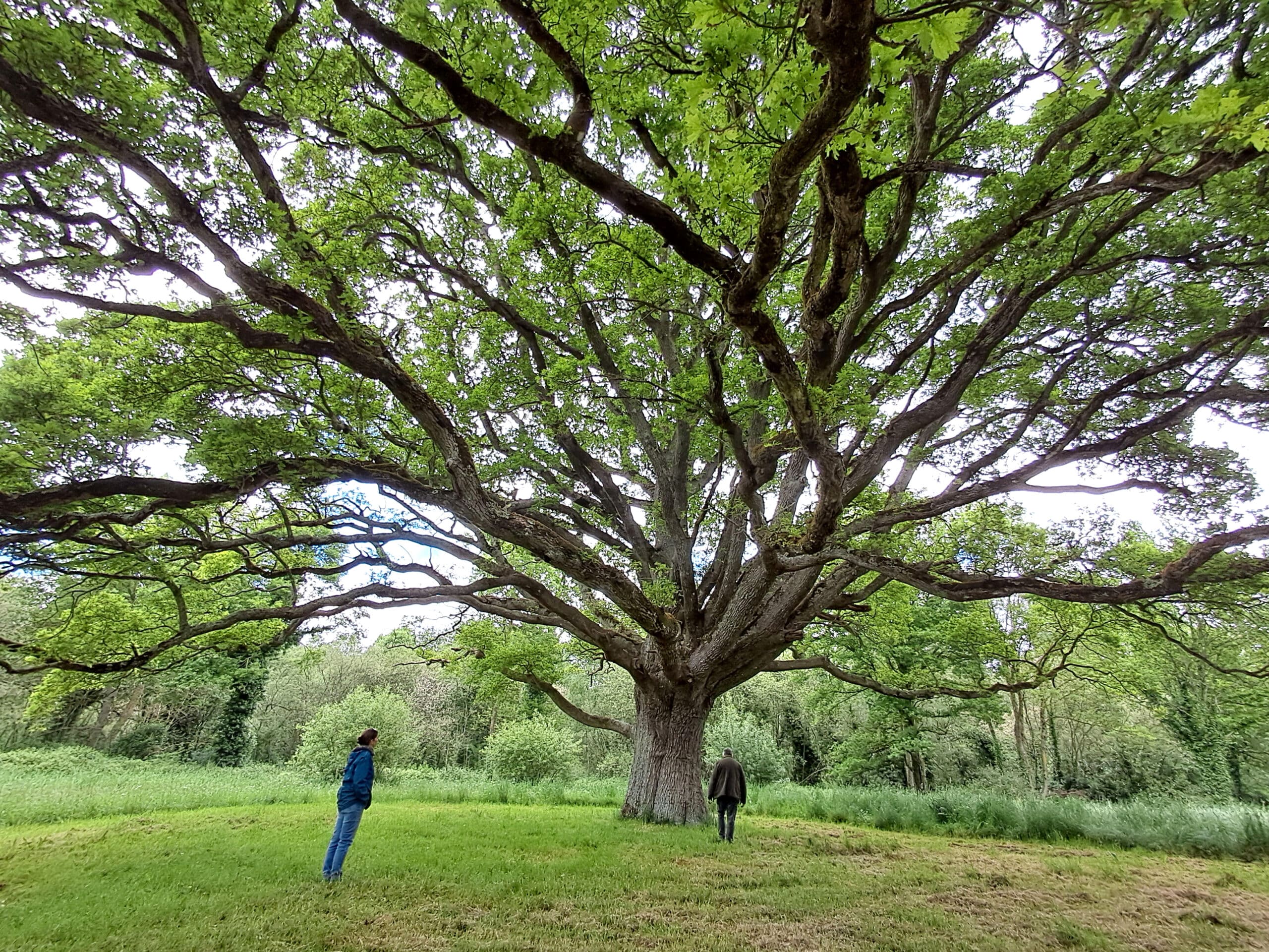 Week-end Energie et cuisine sauvage