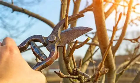 Taille des arbres fruitiers